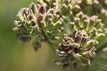 Image showing Background of green plant seedcases (Angelica sylvestris)