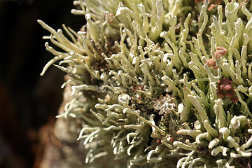 Image showing Background of Lichens (Cladonia)