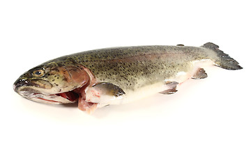 Image showing Trout