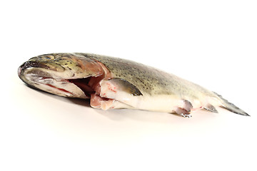 Image showing Trout