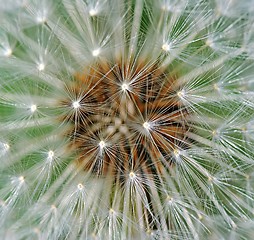 Image showing Dandelion