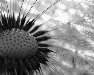 Image showing Dandelion