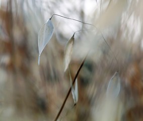 Image showing Dry grass