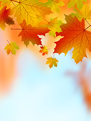 Image showing Fall yellow maple leaves. EPS 8