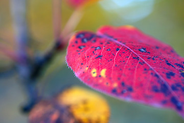 Image showing autumn leaf