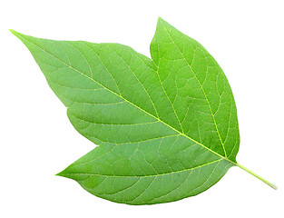 Image showing One green leaf