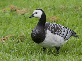 Image showing Barnacle goose