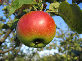 Image showing tasty apple 