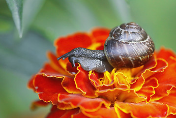 Image showing snail