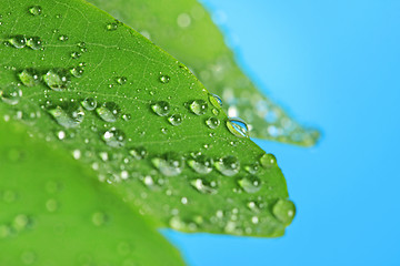 Image showing raindrops