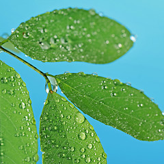 Image showing randrops on green leaves