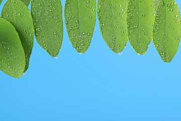 Image showing blue background with green leaves