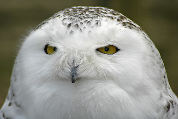 Image showing snowy owl