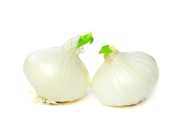 Image showing Beautiful Onion Isolated on White