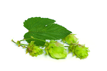 Image showing Hop Isolatet on White - Closeup