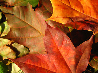 Image showing fall leaves