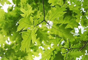 Image showing fresh green leaves
