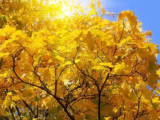 Image showing autumn tree on blue sky background