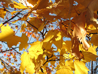 Image showing autumn leaves of maple tree