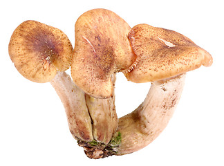 Image showing Group of three fresh mushroom