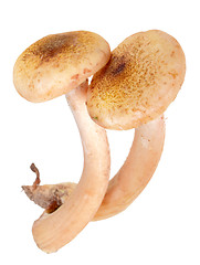 Image showing Group of two fresh mushroom