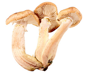 Image showing Group of three fresh mushroom
