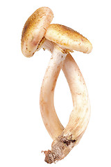 Image showing Group of two fresh mushroom