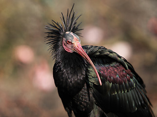 Image showing Portrait of a Northern Bald Ibis