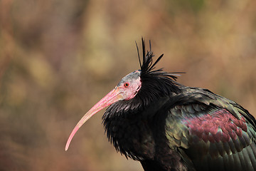 Image showing Profile of a Northern Bald Ibis