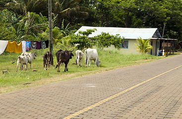 Image showing cows bulls grazing Big Corn Island Nicaragua