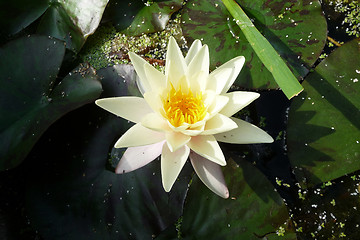 Image showing Water Lilly 