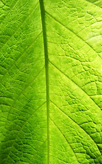 Image showing Green Leaf Texture