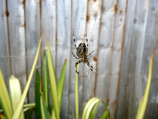 Image showing Spider On Web