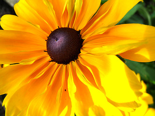 Image showing Rudbeckia Flower 