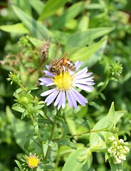 Image showing Bee On A Small Flower 