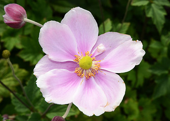 Image showing Single Japanese Anemone 