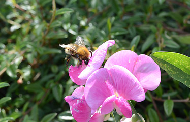 Image showing Bee On Snapdragon Flower