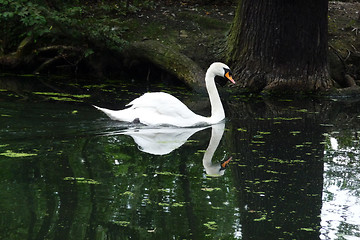 Image showing Swan 