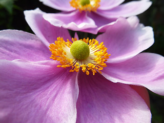 Image showing Close Up Japanese Anemone