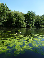 Image showing Country Water And Tree Scene