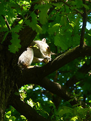 Image showing Squirrel