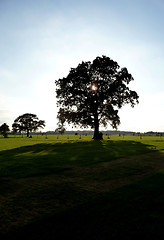 Image showing Lydiard Park Trees 