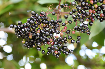 Image showing Black Spherical Berries 