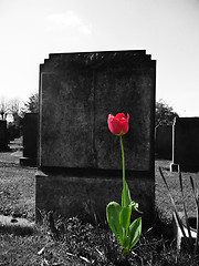 Image showing Rose On My Grave