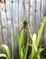 Image showing Spider On Web