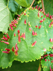 Image showing Odd Tree Leaf Infection