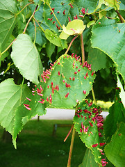 Image showing Odd Tree Leaf Infection