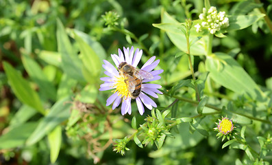 Image showing Bee On A Small Flower 