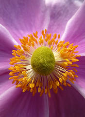 Image showing Close Up Japanese Anemone