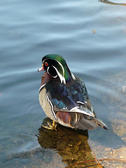Image showing Mandarin Duck 